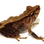 Encuentran en Ecuador una nueva especie de sapo en peligro de extinción