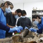 Exhuman en Colombia los restos de uno de los elefantes más longevos del mundo