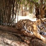 La India registra 126 muertes de tigres en 2021, la mayor cifra en una década