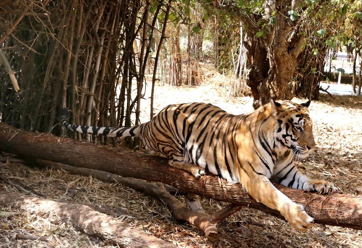 La India registra 126 muertes de tigres en 2021, la mayor cifra en una década