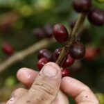 La producción de café en Colombia cayó un 22 % en noviembre