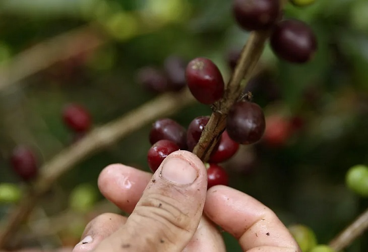 La producción de café en Colombia cayó un 22 % en noviembre