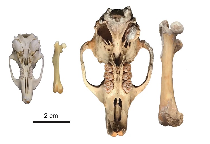 La rata gigante de Tenerife divergió de una rata africana hace 650.000 años