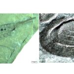 Las rocas de sierra de Mallorca revelan zona de grandes ríos y clima tropical