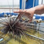 Los erizos de espinas largas salen al rescate de los corales de Florida