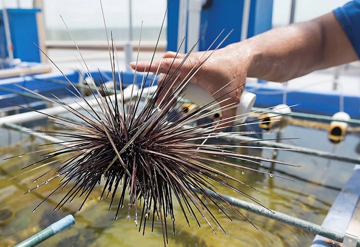 Los erizos de espinas largas salen al rescate de los corales de Florida