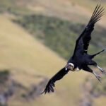 Perú hace reserva nacional a Illescas, zona costera donde se procrea el cóndor andino