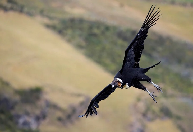 Perú hace reserva nacional a Illescas, zona costera donde se procrea el cóndor andino