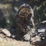Un santuario de jaguares en México para admirar y aprender de la especie