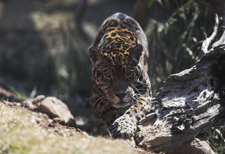 Un santuario de jaguares en México para admirar y aprender de la especie