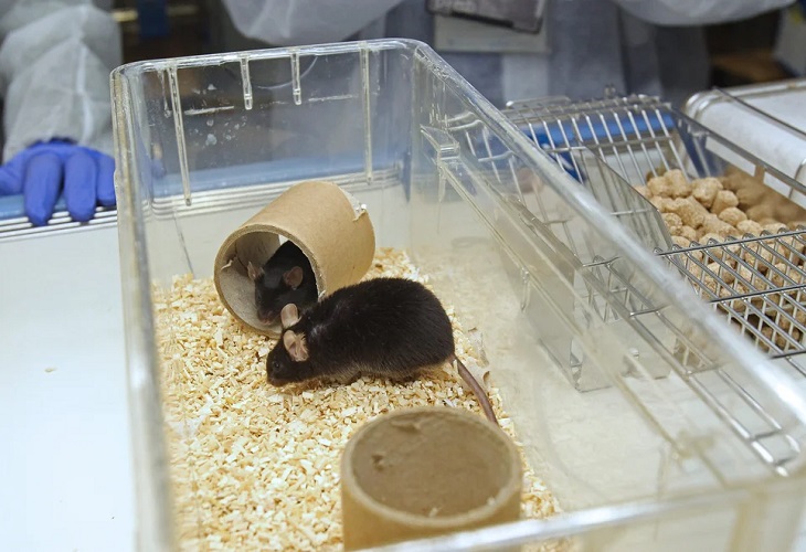 Utilizan la toxina mortal 'ántrax' para bloquear el dolor en ratones