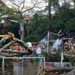 Un árbol cayó sobre casas en Villas de Girardot y mató a 2 personas