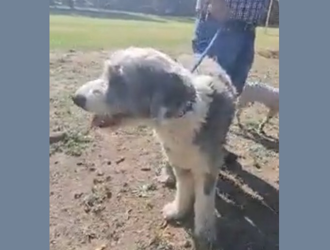 Descartan que perro haya violado a una niña en alcaldía Tláhuac, en CDMX