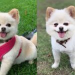 Denuncian que los perros de Belinda fueron cruelmente maltratados por entrenador
