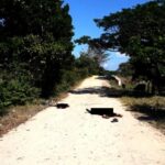 En Arauca, enfrentamientos dejan al menos 17 muertos