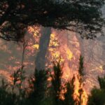 Argentina declara la situación de emergencia por los incendios forestales