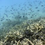 Australia aprueba fondo para la protección de la Gran Barrera de Arrecifes