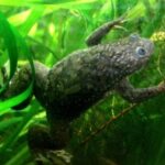 Científicos hacen crecer de nuevo las patas traseras amputadas de ranas