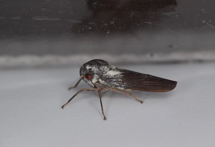 Descubierta una nueva especie de insecto increíblemente raro