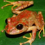 Descubren una nueva especie de rana en Panamá y la bautizan Greta Thunberg