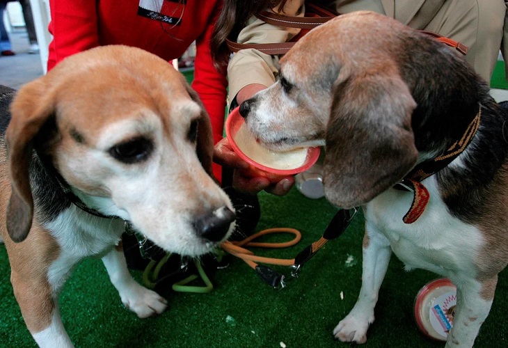 El cerebro de los perros puede distinguir entre idiomas