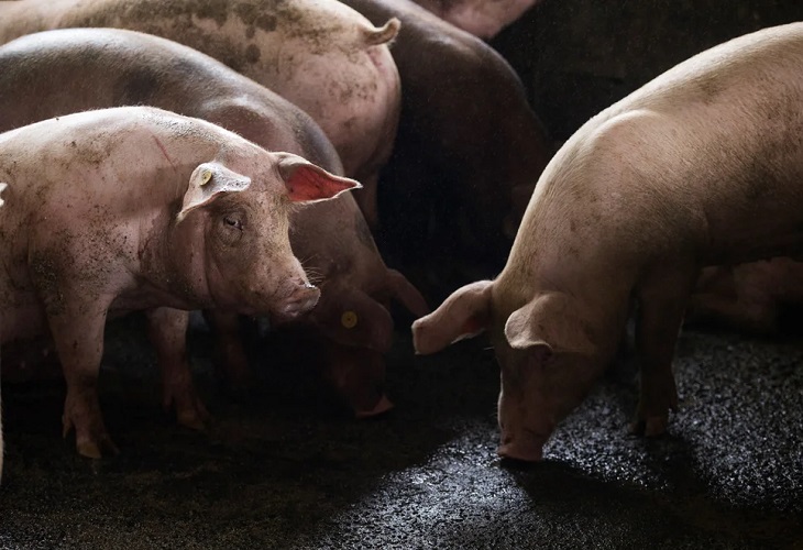 Hallado un caso de peste porcina en el norte de Italia