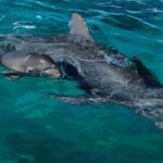 Las hembras de los delfines tienen un clítoris funcional