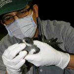 Más de 2.000 animales silvestres liberados en su hábitat natural en Perú