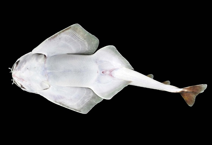 Nombran Squatina mapama a la nueva especie de tiburón ángel hallada en Panamá