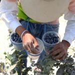 Perú vive un boom agroexportador, afirma el ministro de Comercio Exterior