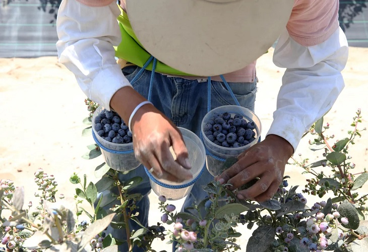 Perú vive un boom agroexportador, afirma el ministro de Comercio Exterior