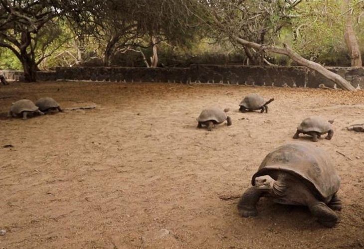 Tortugas gigantes criadas en cautiverio retornan a su hábitat en Galápagos