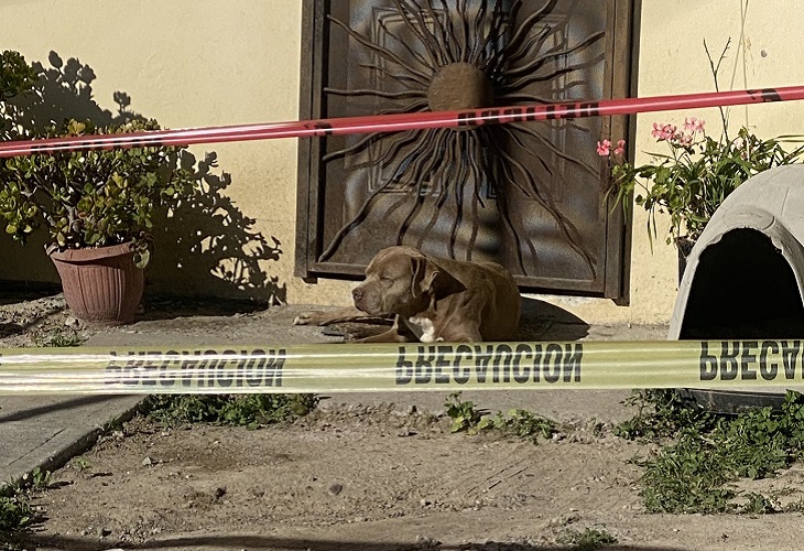 El perro de la asesinada periodista Lourdes Maldonado la está esperando en la puerta