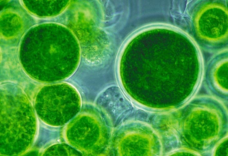 microalgas