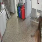 Ternero se metió al Hospital San Joaquín de Nariño, Antioquia, y causó destrozos