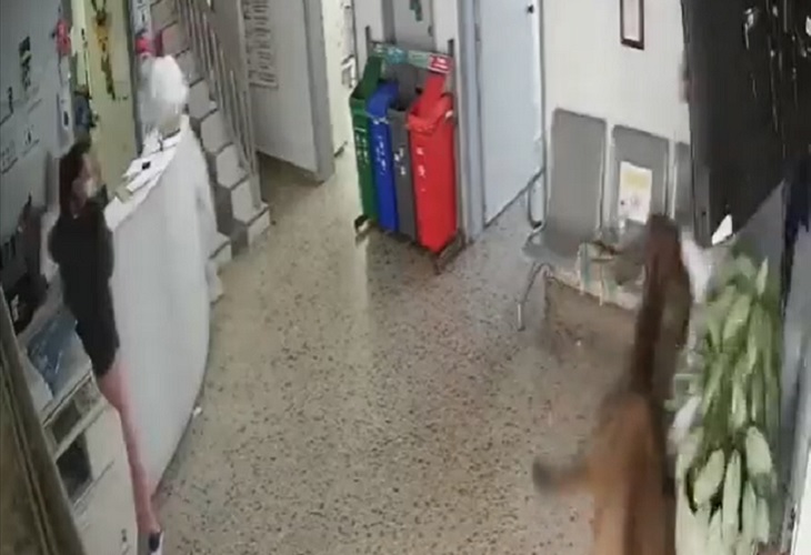 Ternero se metió al Hospital San Joaquín de Nariño, Antioquia, y causó destrozos