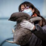 Bebé de pingüino nace en oeste de México y es entrenado por sus cuidadores