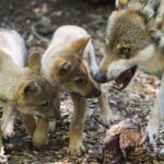Científicos italianos encuentran en Roma el fósil del primer lobo de Europa