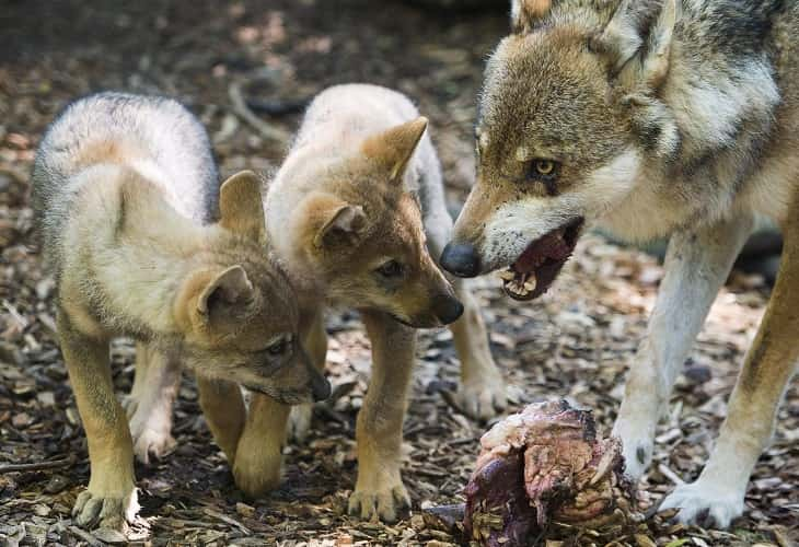 Científicos italianos encuentran en Roma el fósil del primer lobo de Europa