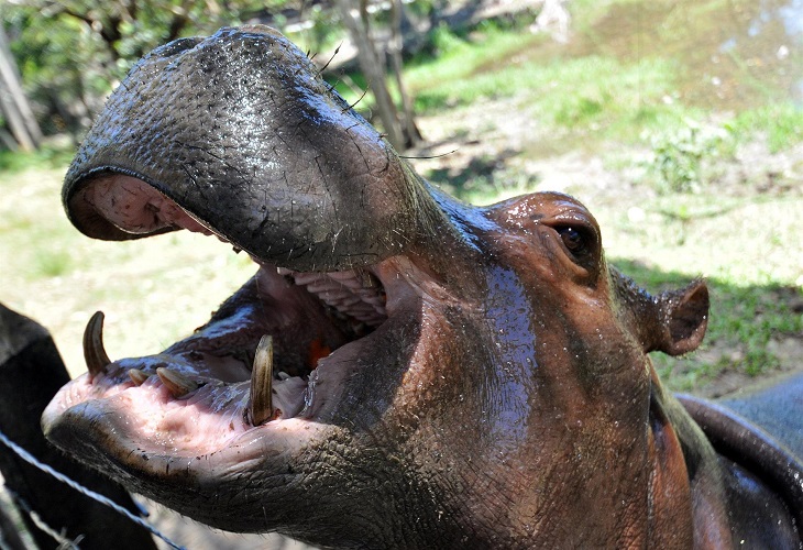 Colombia incluirá a los hipopótamos en la lista de las especies invasoras