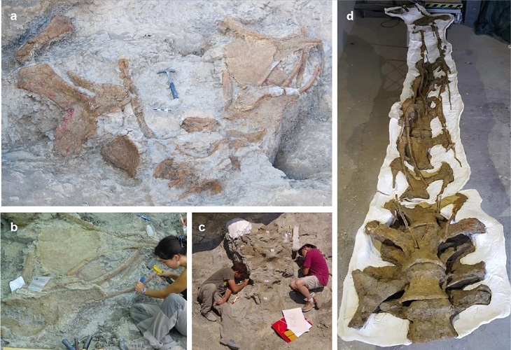 Descubren una nueva especie de dinosaurio que vivió en el Pirineo 3
