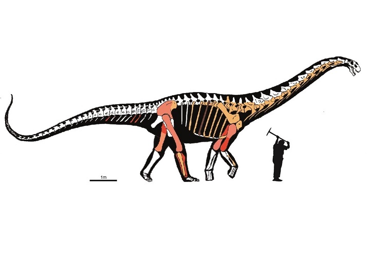 Descubren una nueva especie de dinosaurio que vivió en el Pirineo 3