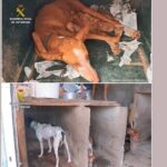 Detenido por tener a más de 40 perros encerrados en un estado lamentable