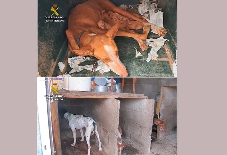 Detenido por tener a más de 40 perros encerrados en un estado lamentable