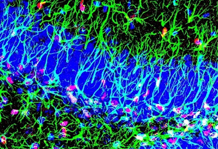 Hallado un mecanismo que promueve la creación de nuevas neuronas toda la vida