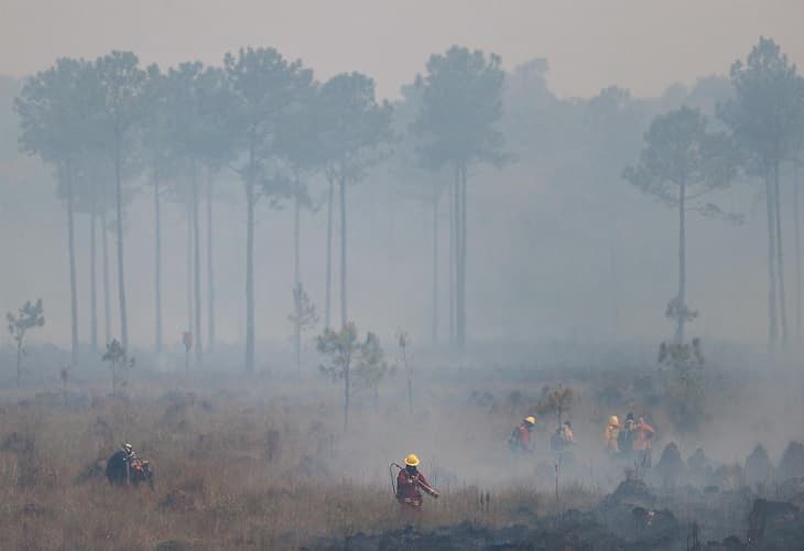 Incendios causan daños incalculables a la biodiversidad del noreste argentino
