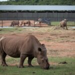 La caza furtiva de rinocerontes aumentó en 2021 en Sudáfrica