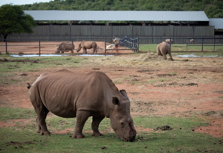 La caza furtiva de rinocerontes aumentó en 2021 en Sudáfrica