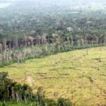 La deforestación en Colombia se ha incrementado tras el proceso de paz