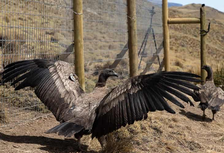 La escuela de la Patagonia donde los cóndores aprenden a volar